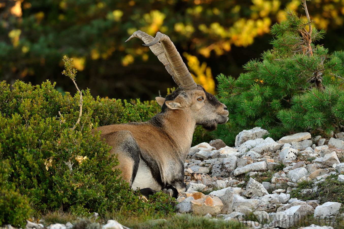 Capra pyrenaica hispanica [450 mm, 1/320 Sek. bei f / 6.3, ISO 2000]